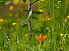 Buttercups and a wood lily in the Sheep River valley west of Turner Valley, Ab., on Tuesday, June 20, 2023.
