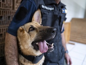 Rambo, a German Shepherd, who was injured in Ukraine's embattled Kharkiv region and was later adopted by the Budapest Police's dog squad is photographed, in Budapest Hungary. June 6, 2023.