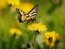 A big swallowtail on a dandelion near Burnstick Lake west of Caroline, Alta., on Tuesday, May 30, 2023.