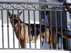 President Joe Biden's dog Commander looks out from the balcony during a pardoning ceremony for the national Thanksgiving turkeys at the White House in Washington, Nov. 21, 2022.