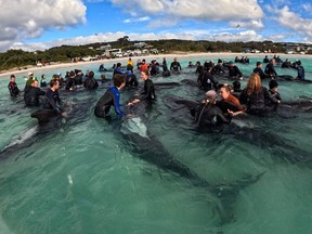 A handout photograph taken and released on July 26, 2023 shows volunteers helping pilot whales on Cheynes Beach in Western Australia.