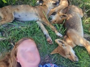 Woman with blurred face laying next to three dingo pups.