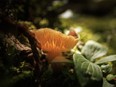 A patch of sunlight backlights a mushroom and shows off its gills along Burnt Timber Creek west of Cremona, Ab., on Wednesday, August 2, 2023.