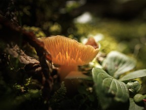 A patch of sunlight backlights a mushroom and shows off its gills along Burnt Timber Creek west of Cremona, Ab., on Wednesday, August 2, 2023.