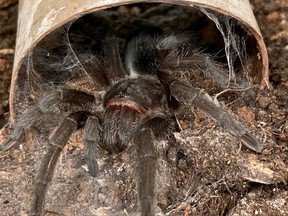 A tarantula is shown in a Canada Border Services Agency handout photo. The agency says officers discovered two live tarantulas hidden inside plastic containers at the Edmonton International Airport earlier this year.