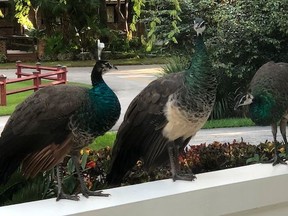Three peacocks prepare to jump on the roof of Pinecrest Mayor Joe Corradino in South Florida.