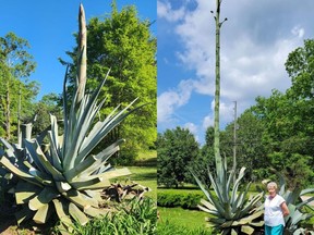 In the span of three months, Jackie Flournoy's century plant grew a 25-foot stalk. The left photo was taken in April, shortly after the stalk appeared, and the right was taken in late May. MUST CREDIT: Doris Flournoy