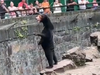 A screenshot from video posted online of a bear at Hangzhou Zoo in China.