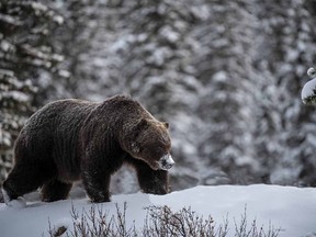 Pictured is the legendary grizzly bear called 'The Boss' by award-winning nature photographer Jason Leo Bantle.
