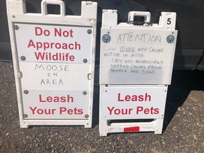 This image from Colorado Parks and Wildlife shows signs placed near South Saint Vrain Trailhead warning visitors of moose in the area.