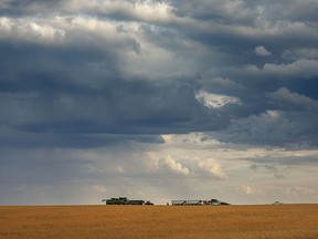 Harvest crew on the edge of a rain storm east of Three Hills on Sept. 12, 2023.