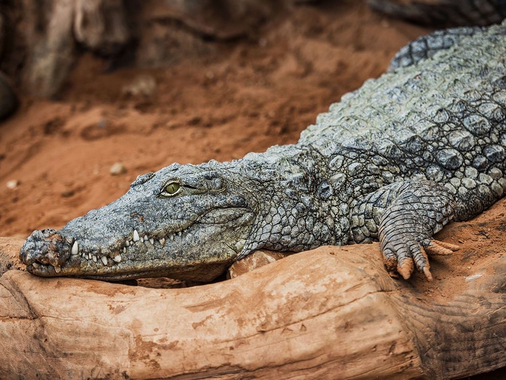 Man fined for smuggling crocodile meat into Canada in his luggage