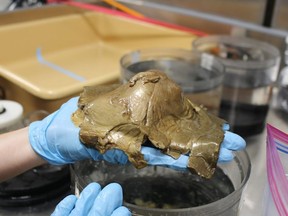 A golden egg was found by researchers off the southern coast of Alaska. Courtesy of NOAA Ocean Explorer