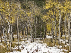 A spruce tree among aspens and snow along Johnson Creek southwest of Pekisko, Ab., on Monday, October 2, 2023.