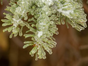 Ice coat spruce needles near Priddis, Ab., on Monday, October 23, 2023.
