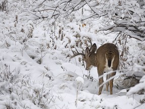 A whitetail buck nibbles on fireweed in the new snow southwest of Calgary, Ab., on Wednesday, October 25, 2023.