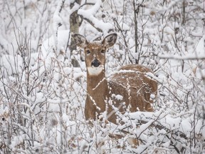 A whitetail doe in the snowy forest southwest of Calgary, Ab., on Wednesday, October 25, 2023.