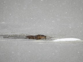A muskrat pops up through a hole in a partially frozen pond near Millarville, Ab., on Wednesday, October 25, 2023.
