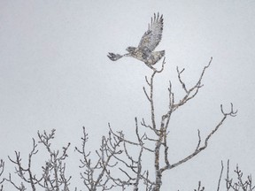 A rough-legged hawk takes off near Millarville, Ab., on Wednesday, October 25, 2023.