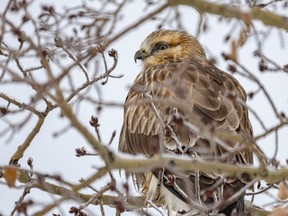 A rough-legged hawk perched in a poplar southwest of Calgary, Ab., on Wednesday, October 25, 2023.