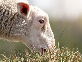 A sheep eats grass.