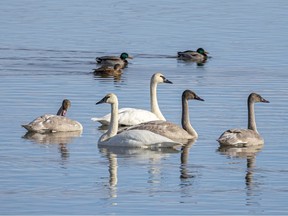 Mallards and trumpeter swans