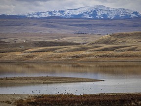 Ducks and gulls on the low waters of Pine Coulee Reservoir west of Stavely, Ab., on Tuesday, November 7, 2023.