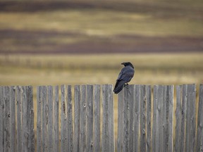 A raven watches a rough-legged hawk hunting in a pasture west of Parkland, Ab., on Tuesday, November 7, 2023.