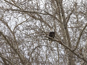 A bald eagle watches birds on Willow Creek west of Claresholm, Ab., on Tuesday, November 7, 2023.