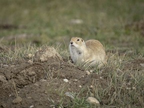 A gopher — Richardson's ground squirrel — decides whether to dive for cover by Pine Coulee Reservoir west of Stavely, Ab., on Tuesday, November 7, 2023.