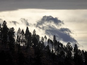 Clouds blow by a stand of pines in the Porcupine Hills west of Claresholm, Ab., on Tuesday, November 7, 2023.