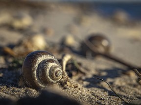 Invasive Chinese mystery snails at McGregor Lake near Milo, Ab., on Wednesday, November 15, 2023.