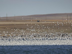 A mass of snow geese on McGregor Lake near Milo, Ab., on Wednesday, November 15, 2023.