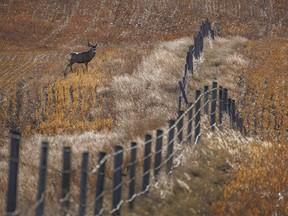 A mule deer contemplates jumping a fence near the south end of McGregor Lake near Milo, Ab., on Wednesday, November 15, 2023.