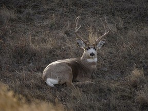 A mule deer buck relaxes out of the wind near Little Bow Reservoir west of Lomond, Ab., on Wednesday, November 15, 2023.