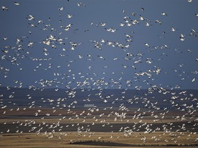 Snow geese fly out from McGregor Lake to feed in the fields south of Milo, Ab., on Wednesday, November 15, 2023.