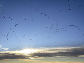 Snow geese fly west from McGregor Lake to feed in the fields south of Milo, Ab., on Wednesday, November 15, 2023.