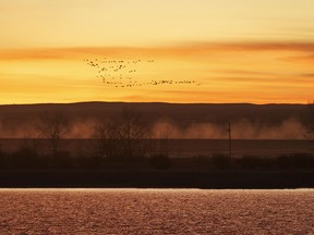Geese head back to McGregor Lake near Milo, Ab., on Wednesday, November 15, 2023.