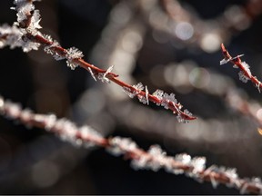 Frost crystals on willows