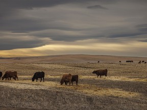 Cattle feed under a cover of heavy chinook cloud near Redland, Ab., on Tuesday, December 5, 2023.