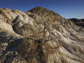 Greasewood in snowless Dinosaur Provincial Park near Patricia, Ab., on Tuesday, December 26, 2023.