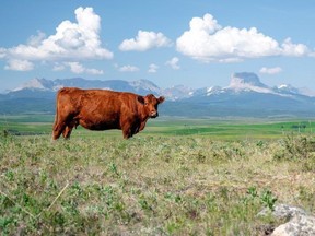 The Nature Conservancy of Canada announced Tuesday a new agreement to conserve a roughly 800-hectare property in southwestern Alberta used for a cattle operation. Sean Feagan/Nature Conservancy of Canada
