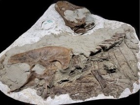 Fossil of juvenile gorgosaurus discovered in Alberta's Dinosaur Provincial Park with eaten prey visible in skeleton's lower centre.