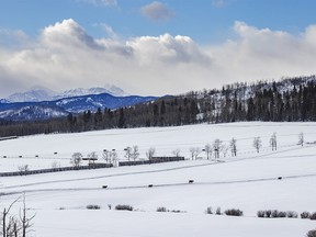 Cattle cross a snowy valley west of Millarville, Ab., on Tuesday, January 9, 2024.