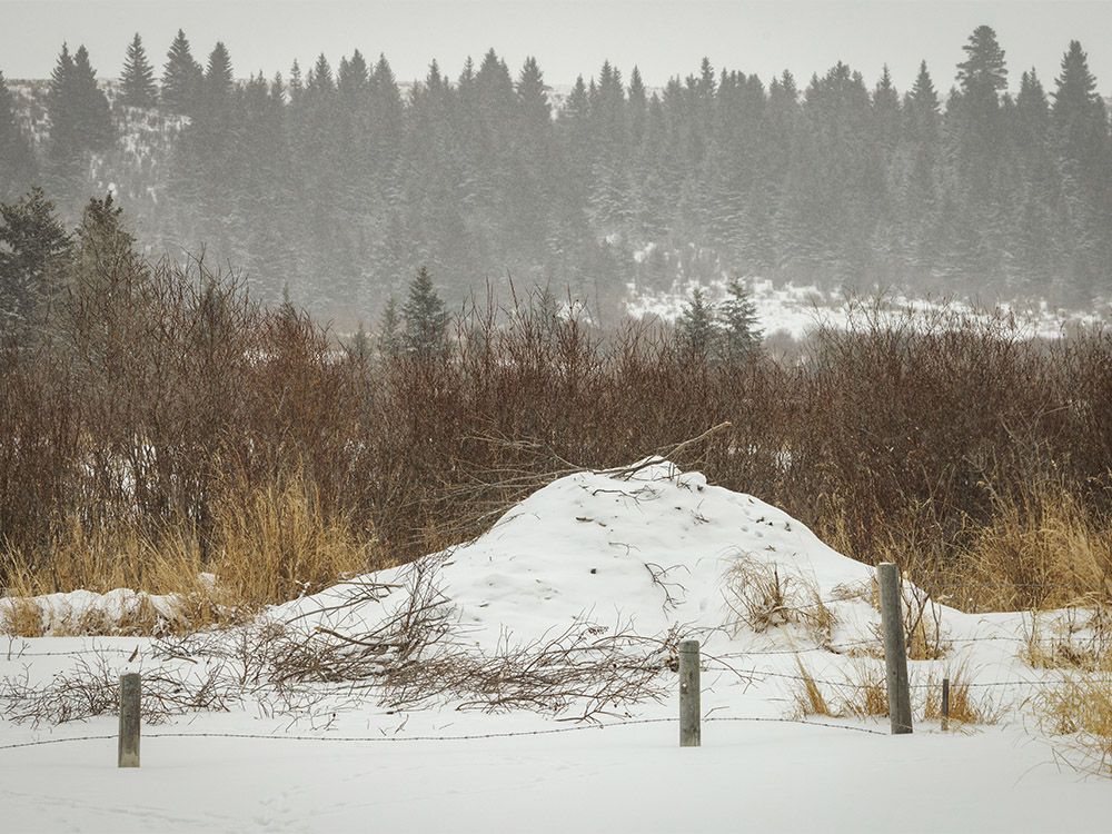 Mike Drew The Sound Of Falling Snow Calgary Sun   01162024md005 Copy 