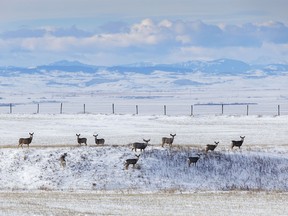 Mule deer pause on the edge of a coulee south of Mossleigh, Ab., on Tuesday, January 23, 2024.