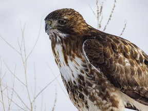 This redtail hawk looks a little regretful about not heading south with the rest of its kin south of Mossleigh, Ab., on Tuesday, January 23, 2024.