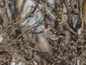 A redpoll perches on a caragana branch west of Barons, Ab., on Tuesday, January 23, 2024.