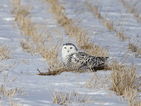 A snowy owl covers up its catch west of Barons, Ab., on Tuesday, January 23, 2024.