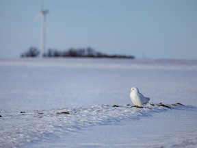 A snowy owl catches the afternoon east of Barons, Ab., on Tuesday, January 23, 2024.